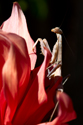 Native Mantis on a Dahlia