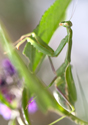 Praying Mantis Extends its Claws